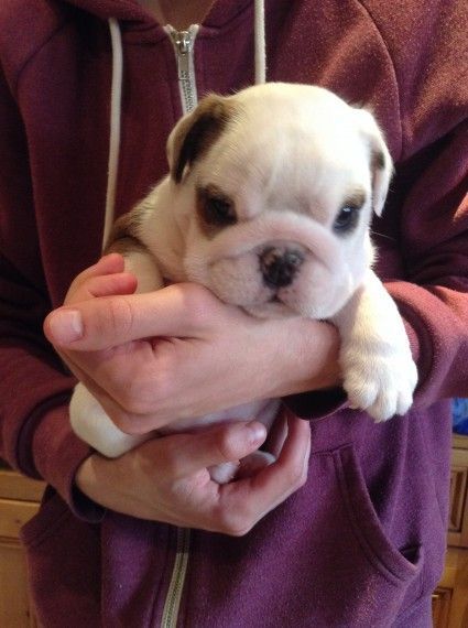 Sealaville Champ Lined Pups Ready Now