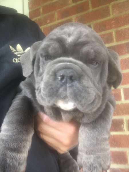 Stunning Show Quality Kc English Bulldog Girls