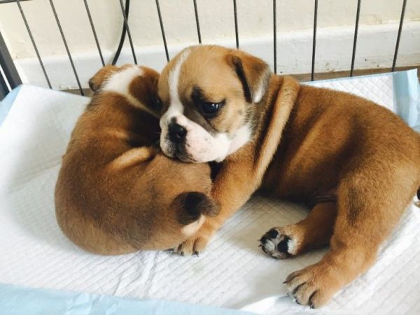 English Bulldog Puppies for adoption.