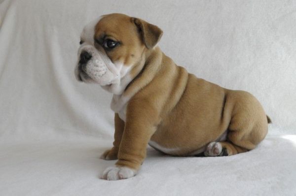 English bulldog