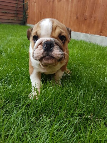 Ready This Weekend Kc British Bulldogs