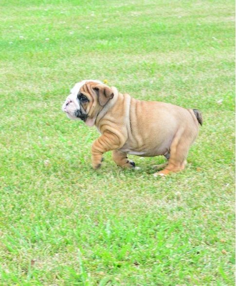 Loving and adorable English Bulldog puppies