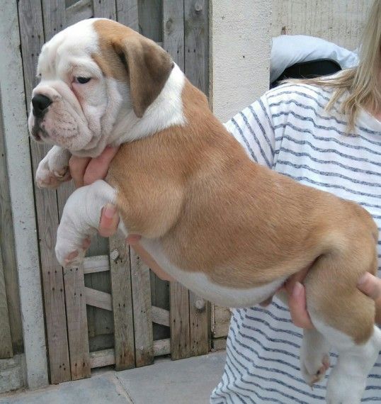 English Bulldog Pups Price Reduced