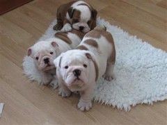 English Bulldog puppies