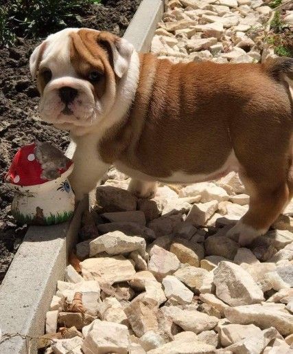 Qualities English Bulldog Puppies For Sale