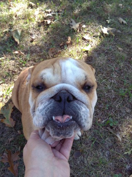 Female English Bulldog