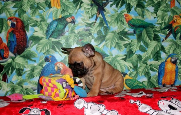 Purebred Healthy Male and Feglishmale En Bulldog Puppies: