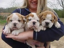 AKC english Bulldog puppies for sale (***) ***-***9