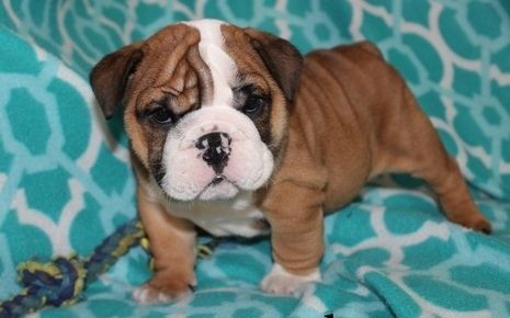 English Bulldog Puppies