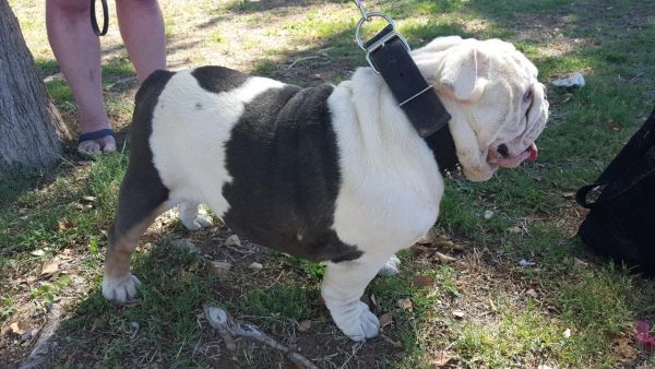 English bulldog blue tri stud service $400