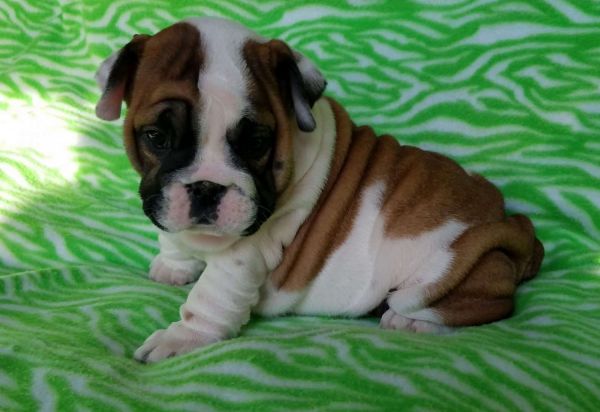 Akc registered English Bulldog puppies