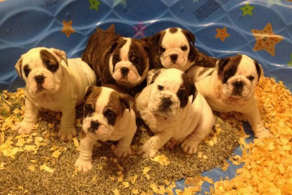 Akc English bulldog puppies