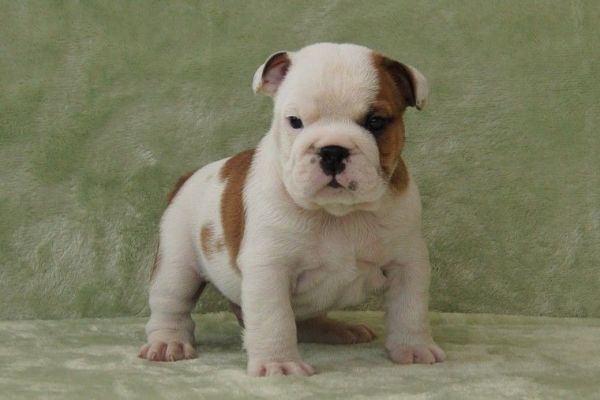 *** Beautiful British Bulldog Puppies For Sale Kc Reg ******