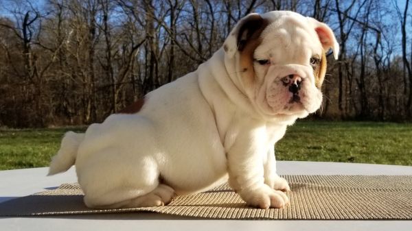 Gorgous AKC registered English bulldog puppies available.