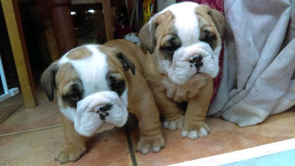 Male and Female English Bulldog Pups