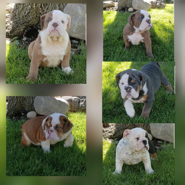 English Bulldogs puppies