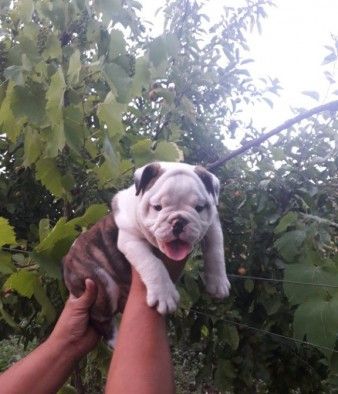 English bulldog male/female homes ASAP