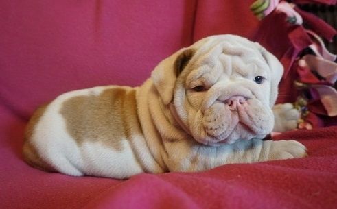 English Bulldog Puppies for sale