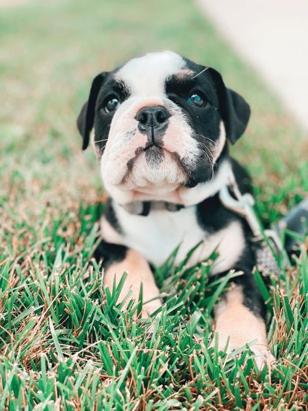 11-week Female English Bulldog Needs a New Home