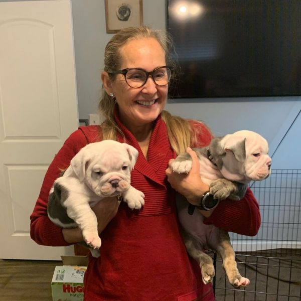 Super Adorable English Bulldog Puppies for adoption