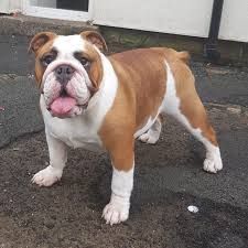 English bulldog for sale