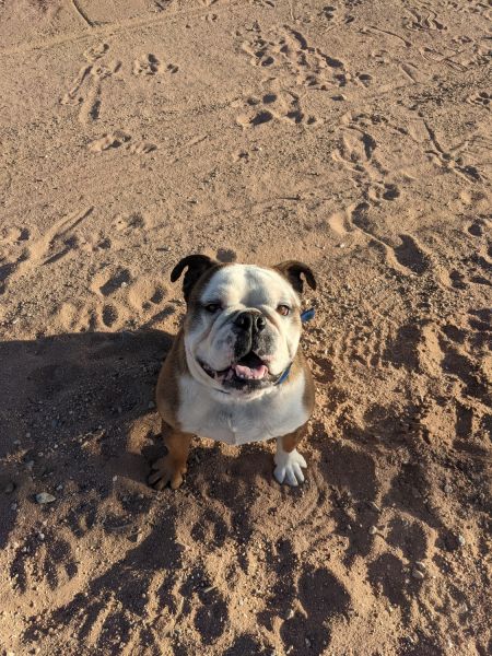 Slugo English Bulldog