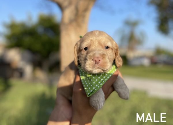 Cocker Spaniel Puppies