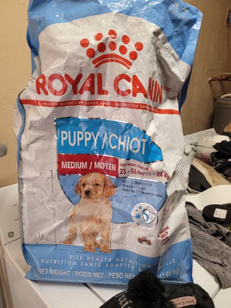 Beautiful English Cocker Spaniel