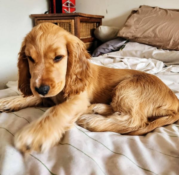 MUST SEE Stunning Golden English Cocker Spaniel Puppies