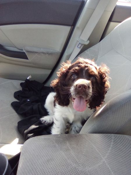 Cocker spaniel for sale