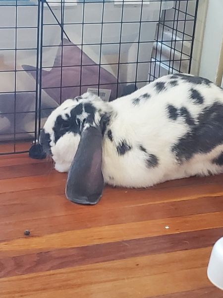 Moving need to rehome