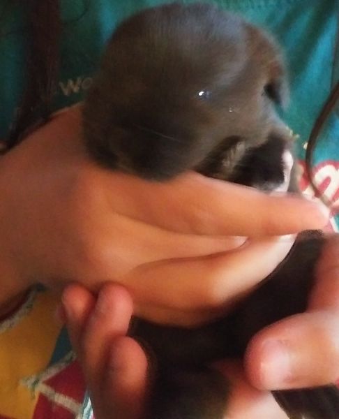 Super cute baby BUNNIES {^•^}