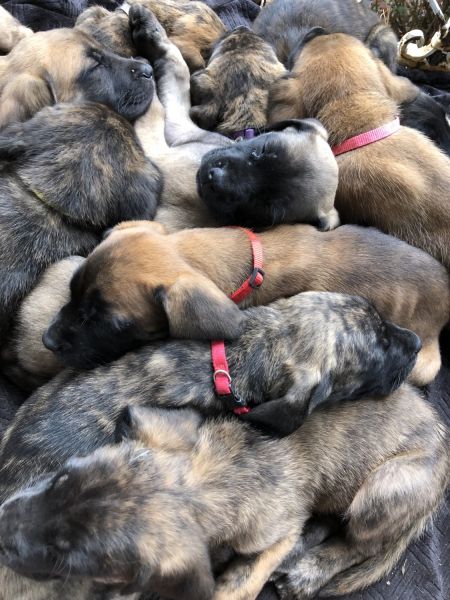 7week old mastiffs