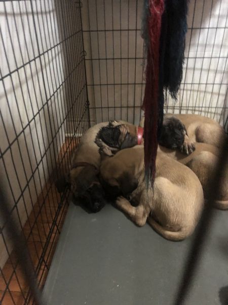 Lubrun mastiff’s