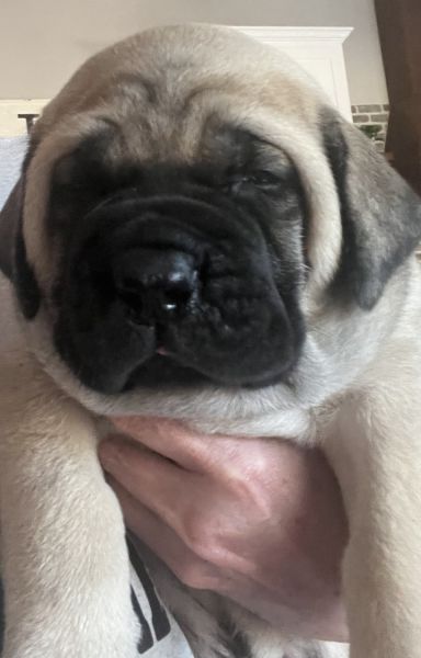 English Mastiff Pup