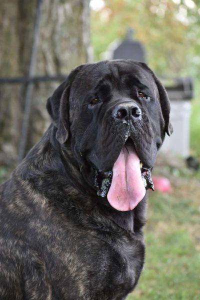 English Mastiff Puppies