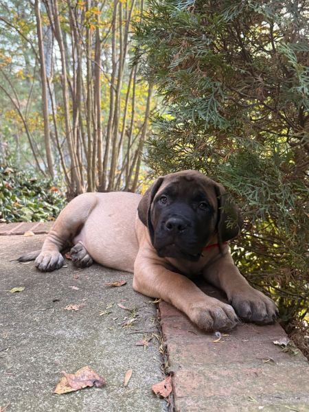 AKC Registered English Mastiff Puppy - Champion Lineage