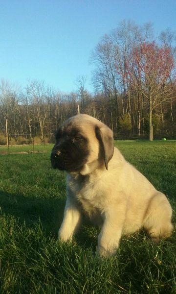 English Mastiff Krieder