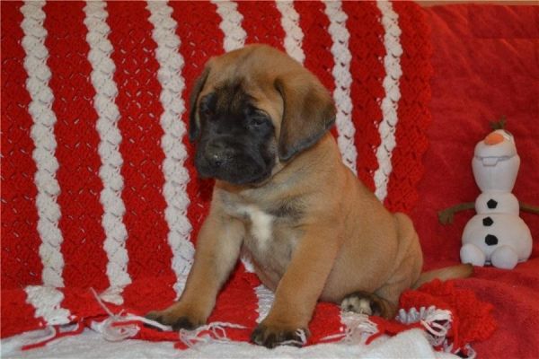 English mastiff puppies