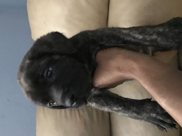 Akc English Mastiff puppies
