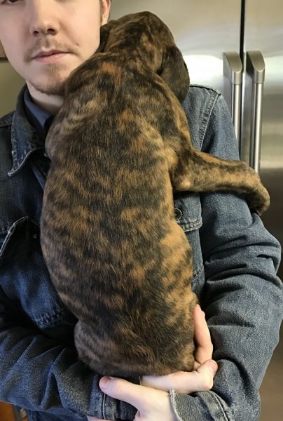 AKC English Mastiffs