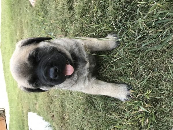 AKC English Mastiff