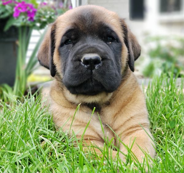AKC English Mastiff Puppies