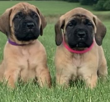 AKC Champion bloodline English Mastiff puppies