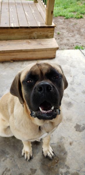 Pure Bred English Mastiff