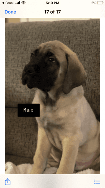 Mastiff Puppies for Sale