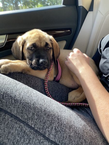 Purebred English Mastiff