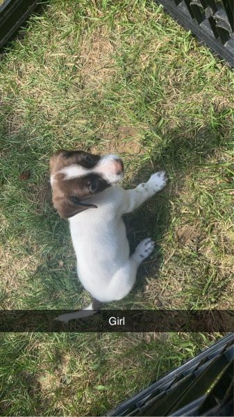 English pointer / Dachshund