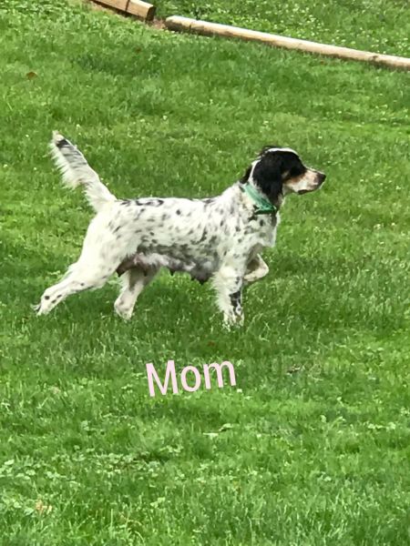 ❤️❤️English Setter Grand Champion bloodline