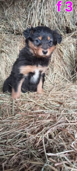 English shepherd farm dogs